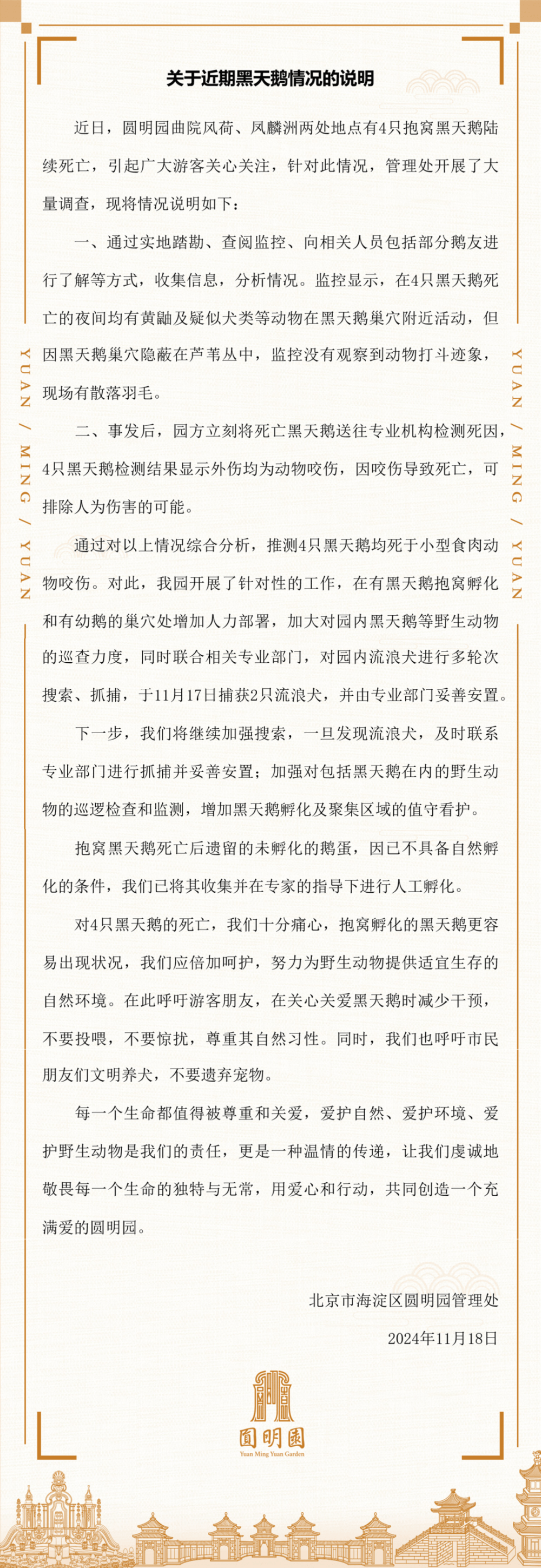 皇冠信用盘占成代理_北京圆明园回应4只黑天鹅死亡：推测均死于小型食肉动物咬伤